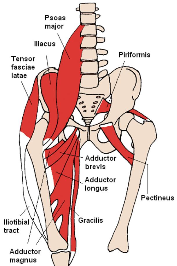 what is a hip flexor